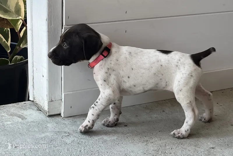 German Shorthaired Pointer FEMALE A (Light Pink Collar) – German Shorthaired Pointer puppy for sale in Richlands, NC