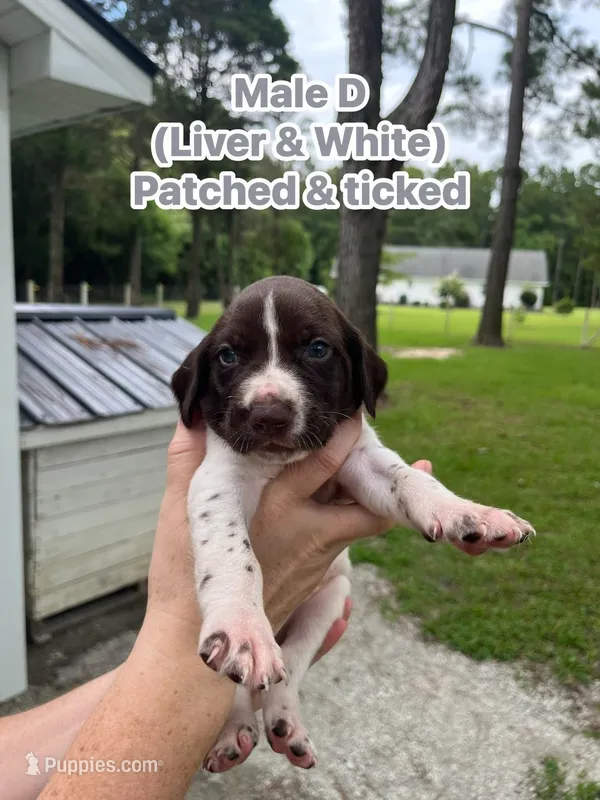 German Shorthaired Pointer MALE D – German Shorthaired Pointer puppy for sale in Richlands, NC