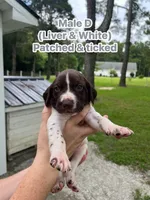 German Shorthaired Pointer MALE D, a male German Shorthaired Pointer for sale in Richlands, NC – 1 of 9