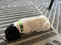 German Shorthaired Pointer MALE C, a male German Shorthaired Pointer for sale in Richlands, NC – 5 of 10
