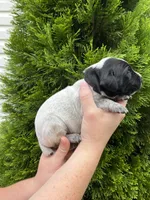 German Shorthaired Pointer MALE E, a male German Shorthaired Pointer for sale in Richlands, NC – 4 of 4