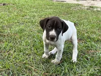 German Shorthaired Pointer MALE B, a male German Shorthaired Pointer for sale in Richlands, NC – 3 of 10