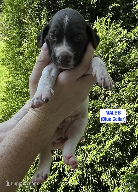 German Shorthaired Pointer MALE B – German Shorthaired Pointer puppy for sale in Richlands, NC