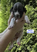 German Shorthaired Pointer MALE B, a male German Shorthaired Pointer for sale in Richlands, NC – 6 of 10