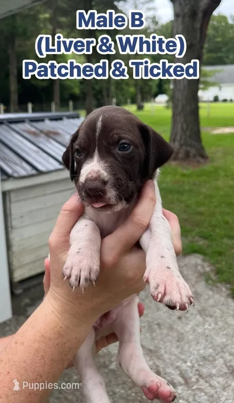 German Shorthaired Pointer MALE B – German Shorthaired Pointer puppy for sale in Richlands, NC