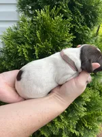 German Shorthaired Pointer FEMALE A (Light Pink Collar), a female German Shorthaired Pointer for sale in Richlands, NC – 5 of 5