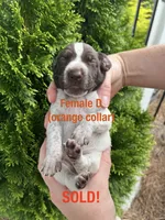 German Shorthaired Pointer FEMALE D , a female German Shorthaired Pointer for sale in Richlands, NC – 3 of 3