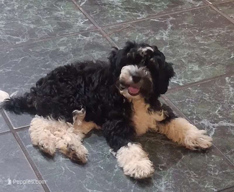 Mercedes 15-18 lbs – Miniature Bernedoodle puppy for sale in Clermont, FL