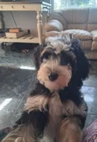 Shelby 15-18 lbs, a female Miniature Bernedoodle for sale in Clermont, FL – 3 of 3