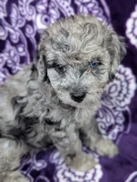 Tiny Dazzle 12-15 lb, a female Miniature Goldendoodle for sale in Clermont, FL – 2 of 8