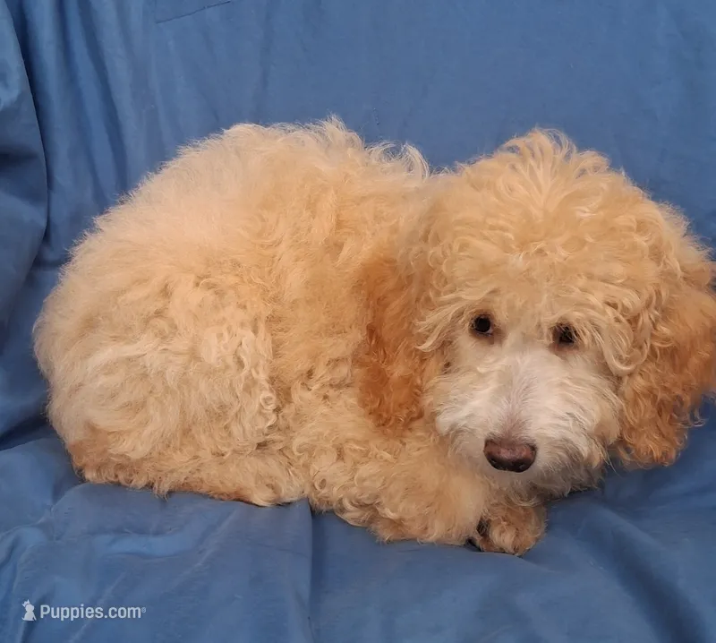 Tiny Symphony 12-15 lb – Miniature Goldendoodle puppy for sale in Clermont, FL