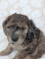 Tiny Razzle 12-15 lb, a male Miniature Goldendoodle for sale in Clermont, FL – 2 of 4