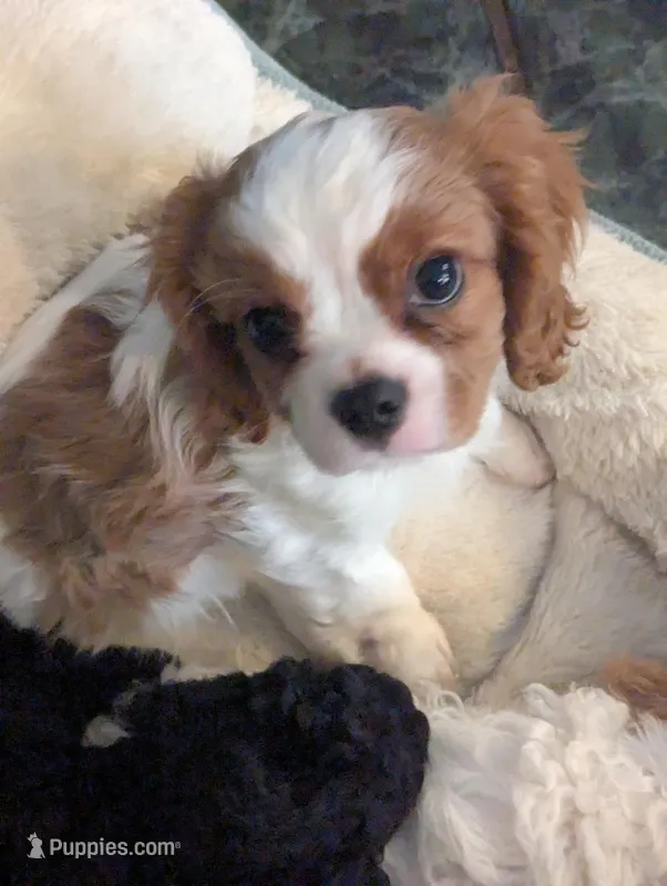 Penelope – Cavalier King Charles Spaniel puppy for sale in Clermont, FL
