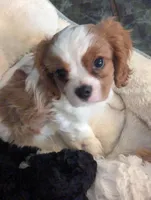 Penelope, a female Cavalier King Charles Spaniel for sale in Clermont, FL – Photo 1 of 3