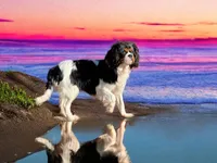 Penelope, a female Cavalier King Charles Spaniel for sale in Clermont, FL – Photo 3 of 3