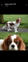 Penelope, a female Cavalier King Charles Spaniel for sale in Clermont, FL – Photo 2 of 3