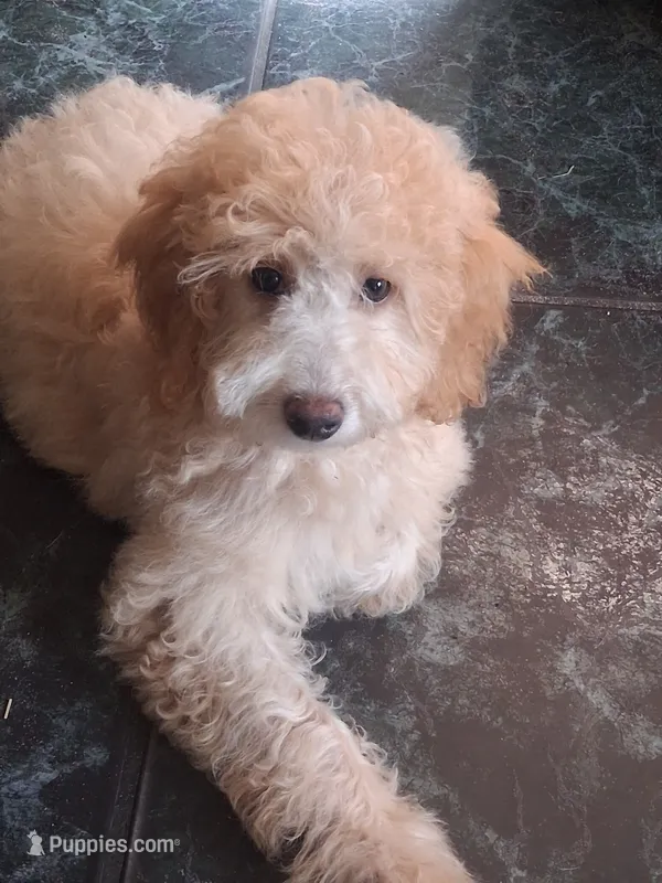 Tiny Symphony 12-15 lb – Miniature Goldendoodle puppy for sale in Clermont, FL