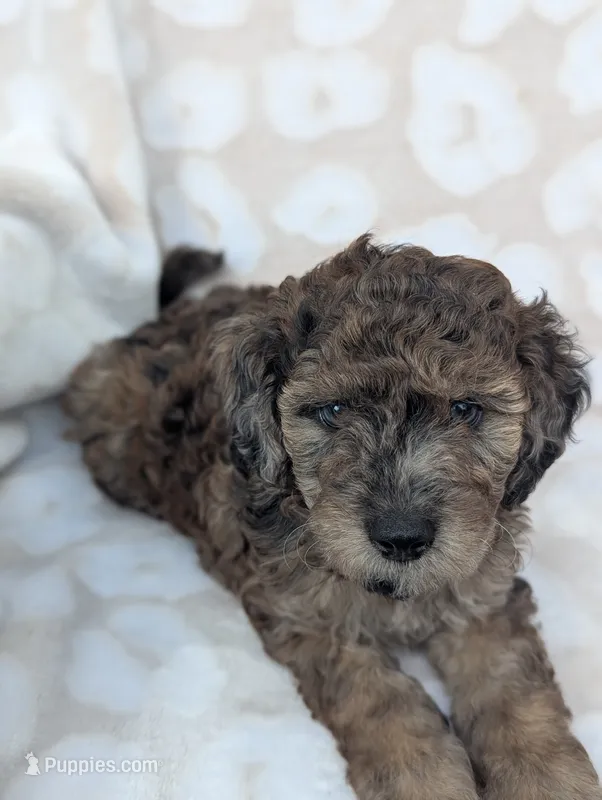 Tiny Razzle 12-15 lb – Miniature Goldendoodle puppy for sale in Clermont, FL