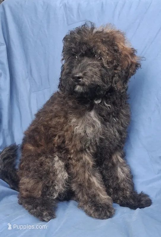 Sable Shadow 12-15 lb – Miniature Goldendoodle puppy for sale in Clermont, FL