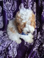 Finley*18-20lbs, a male Miniature Goldendoodle for sale in Clermont, FL – Photo 3 of 3