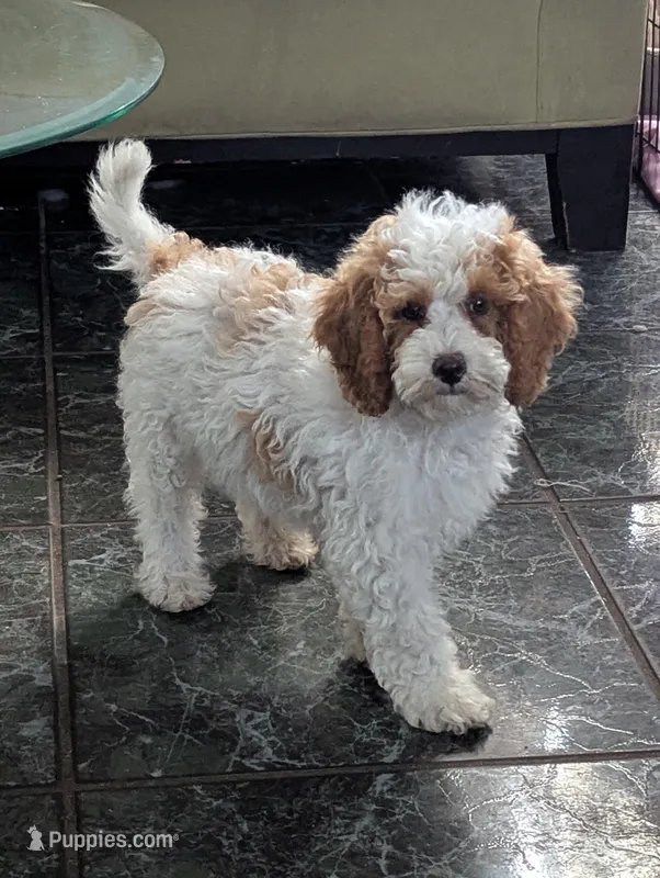 Finley*18-20lbs, a male Miniature Goldendoodle for sale in Clermont, FL – Photo 1 of 3