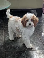 Finley*18-20lbs, a male Miniature Goldendoodle for sale in Clermont, FL – Photo 1 of 3