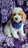 Finley*18-20lbs, a male Miniature Goldendoodle for sale in Clermont, FL – Photo 2 of 3
