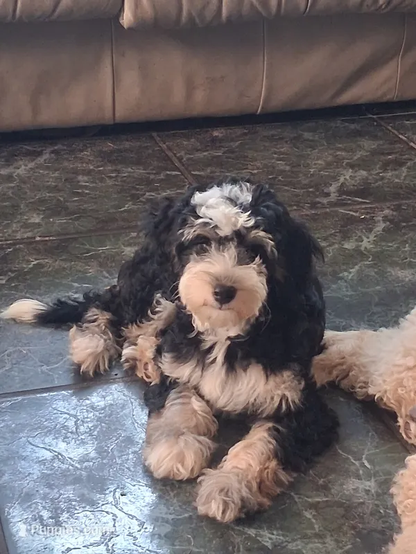 Shelby 15-18 lbs – Miniature Bernedoodle puppy for sale in Clermont, FL