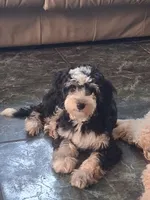 Shelby 15-18 lbs, a female Miniature Bernedoodle for sale in Clermont, FL – 1 of 3