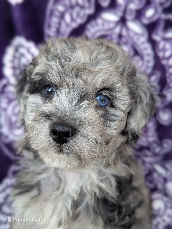 Tiny Dazzle 12-15 lb – Miniature Goldendoodle puppy for sale in Clermont, FL