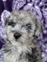 Tiny Dazzle 12-15 lb, a female Miniature Goldendoodle for sale in Clermont, FL – 1 of 8