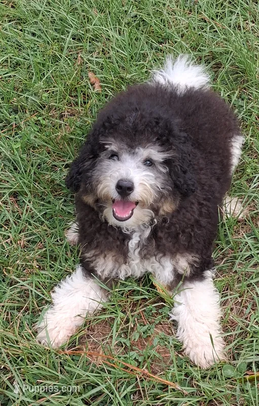 Bentley 15-18 lbs – Miniature Bernedoodle puppy for sale in Clermont, FL