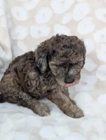 Tiny Razzle 12-15 lb, a male Miniature Goldendoodle for sale in Clermont, FL – 3 of 4