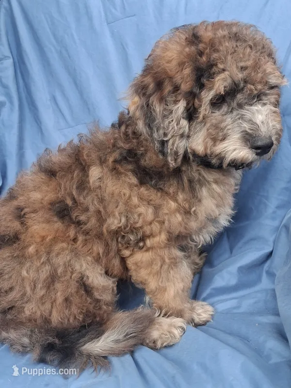 Tiny Razzle 12-15 lb – Miniature Goldendoodle puppy for sale in Clermont, FL