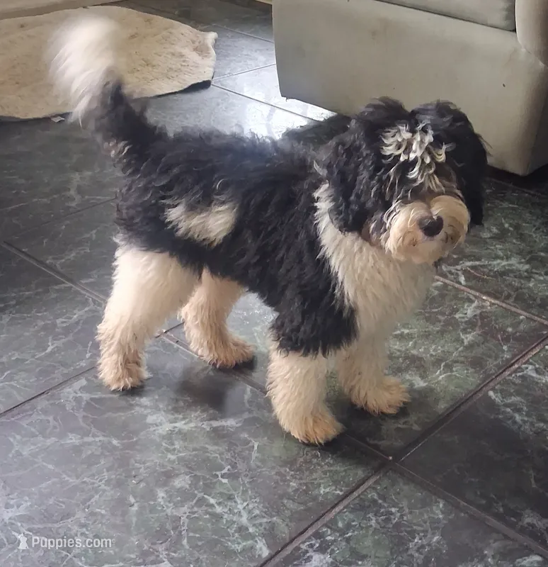 Chevy 15-18 lbs – Miniature Bernedoodle puppy for sale in Clermont, FL
