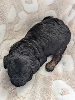 Ripley*mini 15-20lbs, a male Miniature Goldendoodle for sale in Clermont, FL – Photo 3 of 4