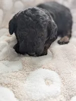 Ripley*mini 15-20lbs, a male Miniature Goldendoodle for sale in Clermont, FL – Photo 2 of 4