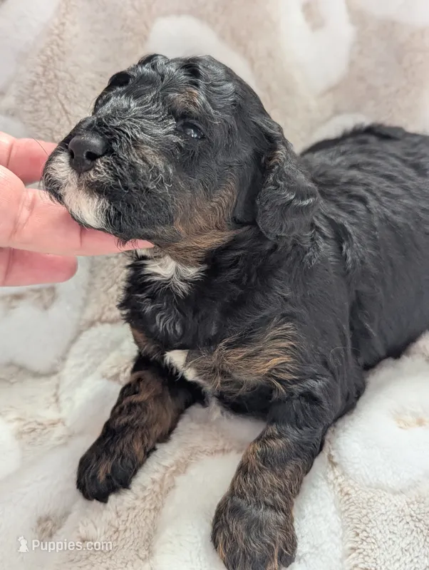 Ripley*mini 15-20lbs