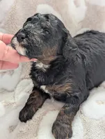 Ripley*mini 15-20lbs, a male Miniature Goldendoodle for sale in Clermont, FL – Photo 1 of 4