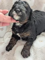 Ripley*mini 15-20lbs, a male Miniature Goldendoodle for sale in Clermont, FL – Photo 4 of 4