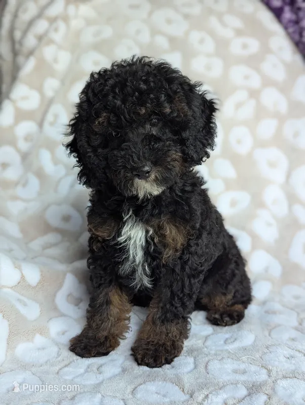 Ripley*mini 15-20lbs