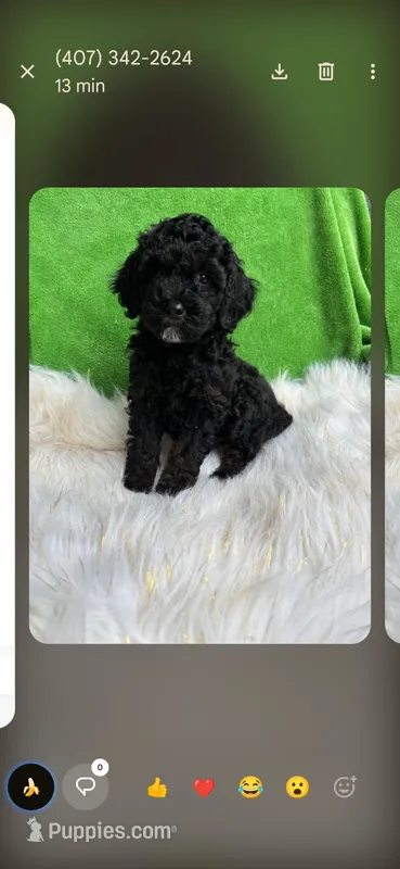 Buddy – Miniature Goldendoodle puppy for sale in Clermont, FL