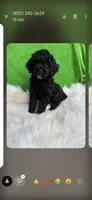 Buddy, a male Miniature Goldendoodle for sale in Clermont, FL – Photo 1 of 2