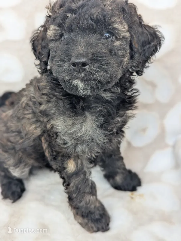 Sable Shadow 12-15 lb – Miniature Goldendoodle puppy for sale in Clermont, FL
