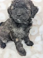 Sable Shadow 12-15 lb, a male Miniature Goldendoodle for sale in Clermont, FL – 2 of 4