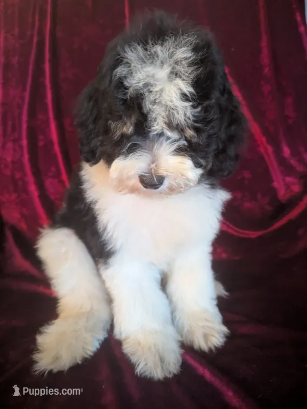 Chevy 15-18 lbs – Miniature Bernedoodle puppy for sale in Clermont, FL
