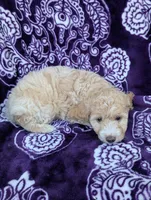 Tiny Symphony 12-15 lb, a female Miniature Goldendoodle for sale in Clermont, FL – 3 of 3