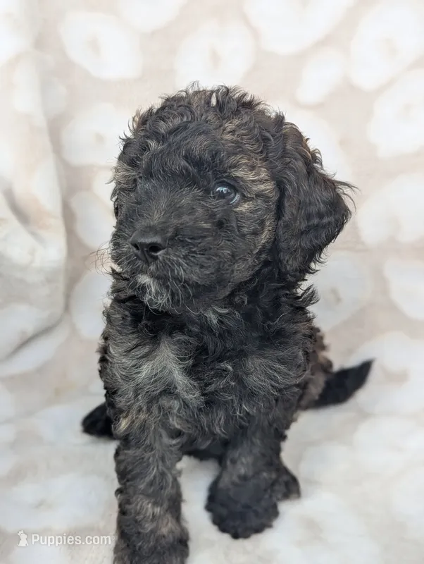 Sable Shadow 12-15 lb – Miniature Goldendoodle puppy for sale in Clermont, FL