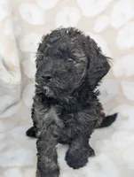 Sable Shadow 12-15 lb, a male Miniature Goldendoodle for sale in Clermont, FL – 1 of 4