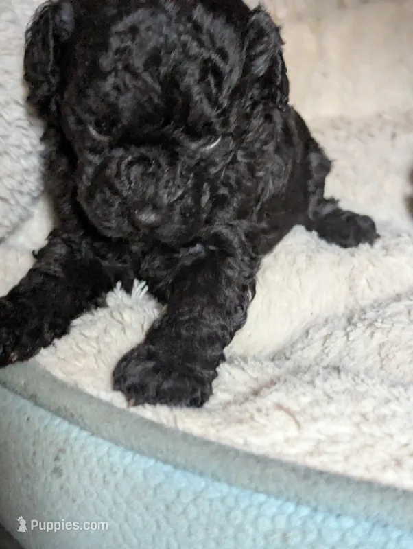 Raven*mini 15-20 lbs